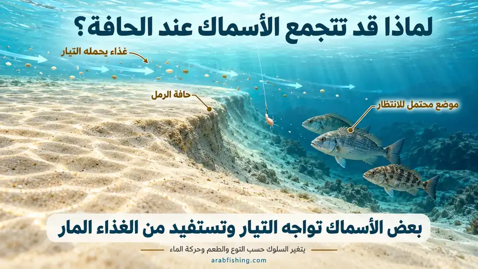 رسم يوضح الأسماك عند حافة الرمل