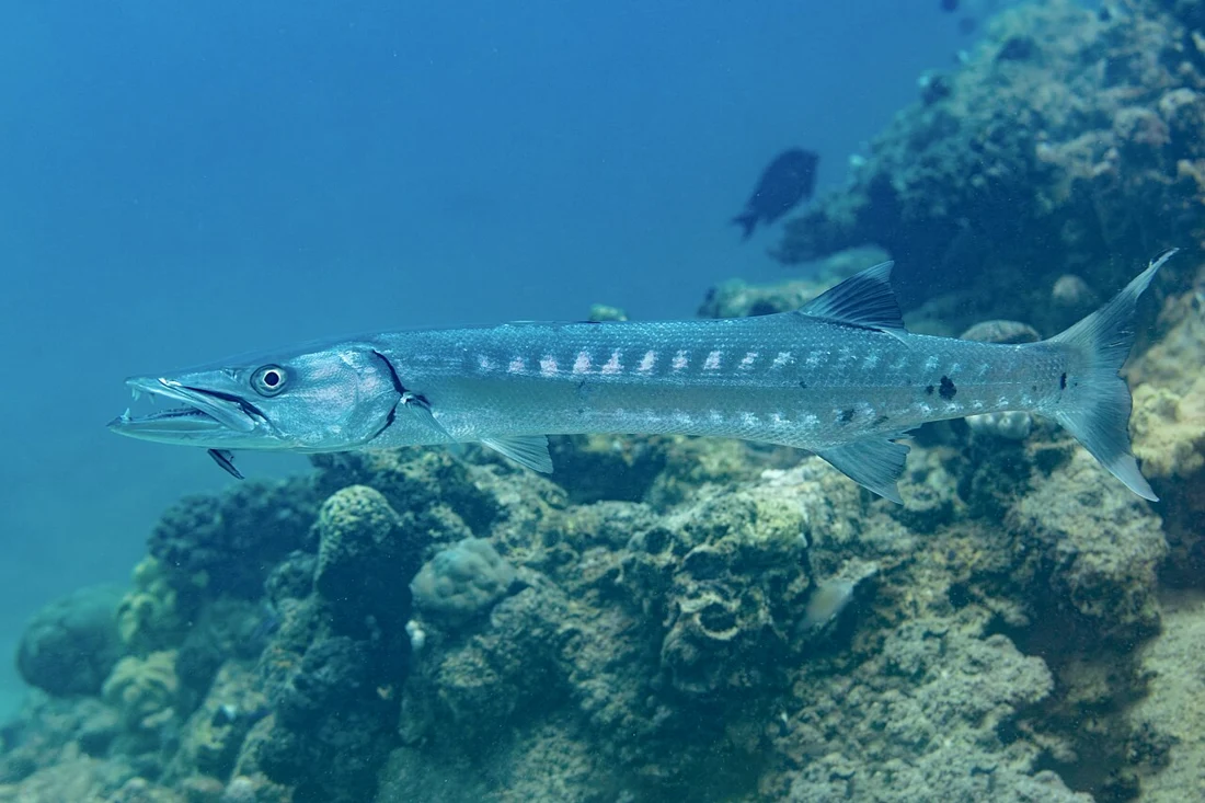 باراكودا (جد) · Sphyraena barracuda