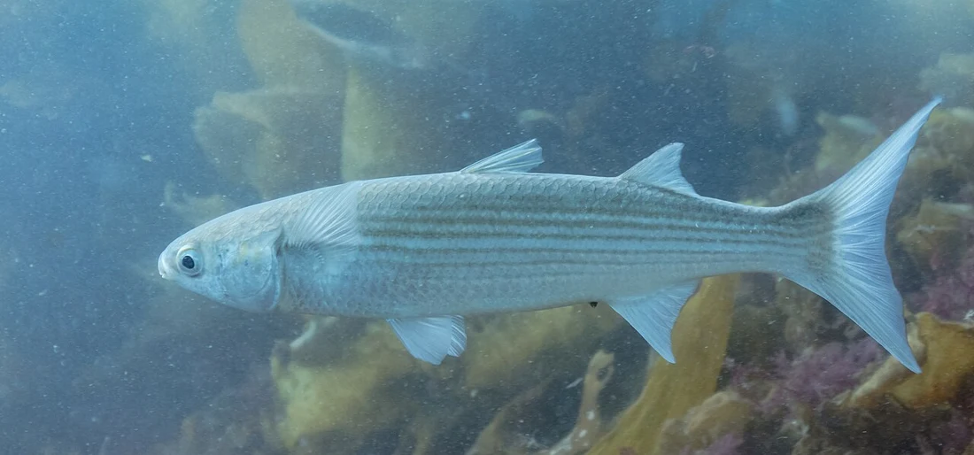 بوري · Mugil cephalus