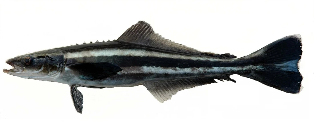 سكل (كوبيا) · Rachycentron canadum