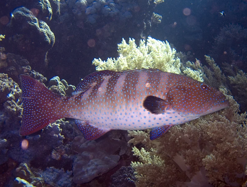 نجل (سلمان البحر المرجاني) · Plectropomus pessuliferus