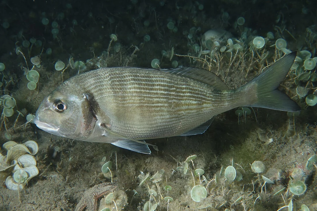 دنيس · Sparus aurata