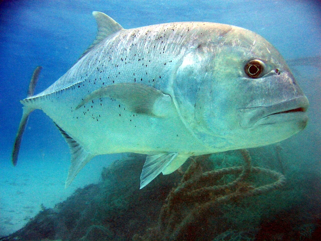 جش كبير (GT) · Caranx ignobilis