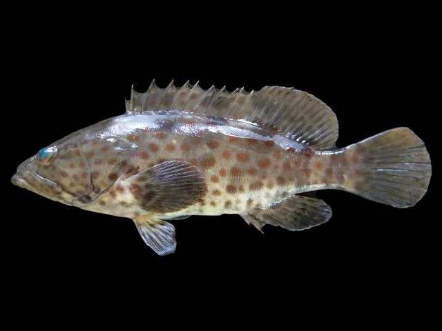 هامور · Epinephelus coioides