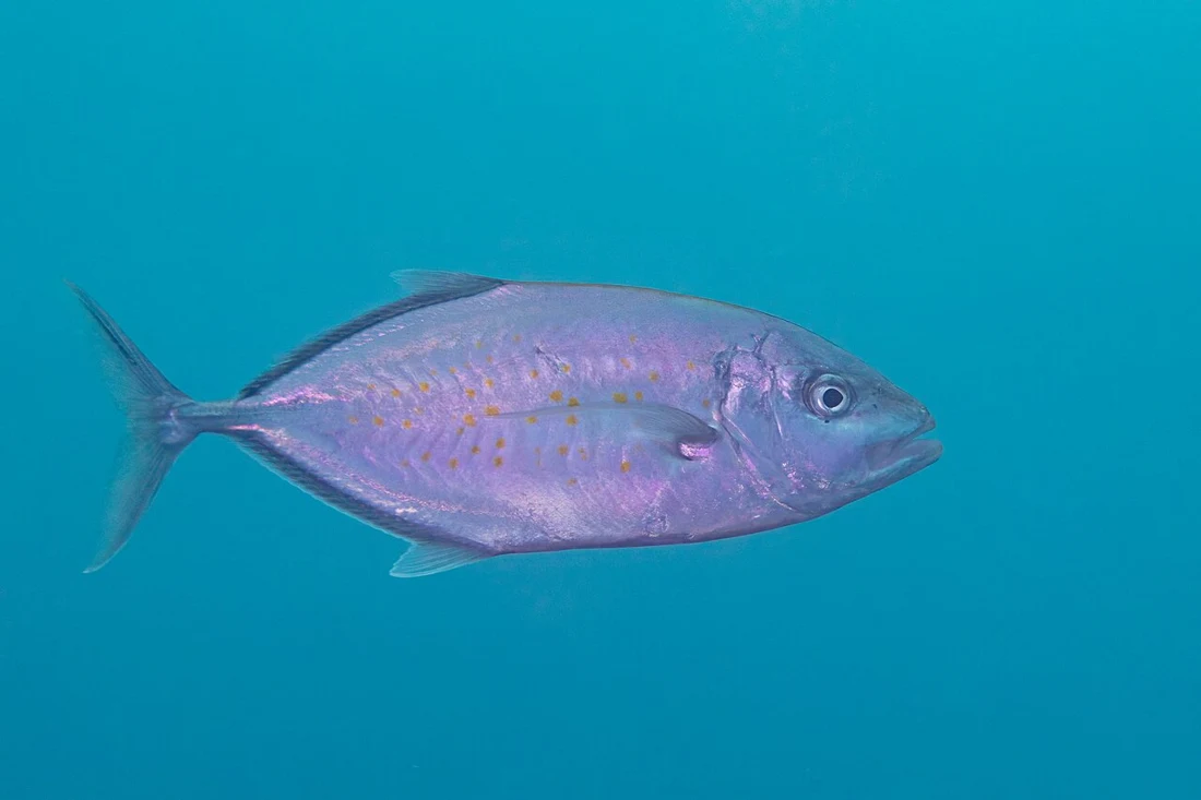 جش (تريفالي) · Carangoides bajad