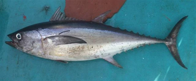 تونة طويلة الذيل · Thunnus tonggol
