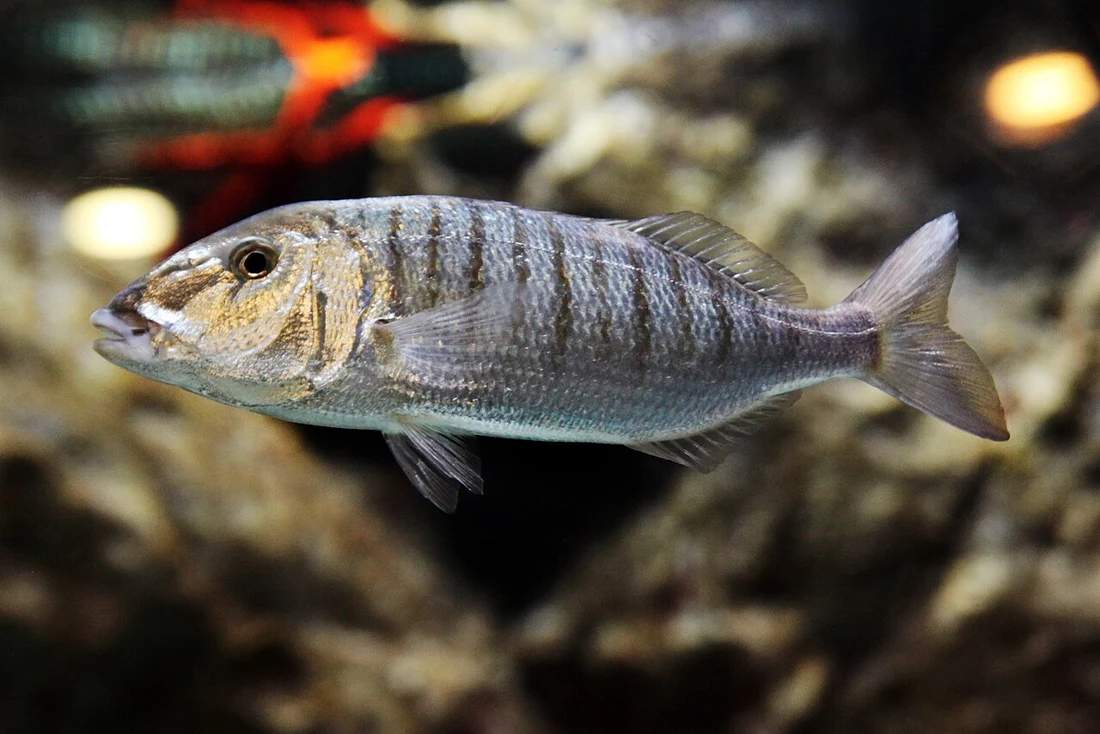 مرمار · Lithognathus mormyrus