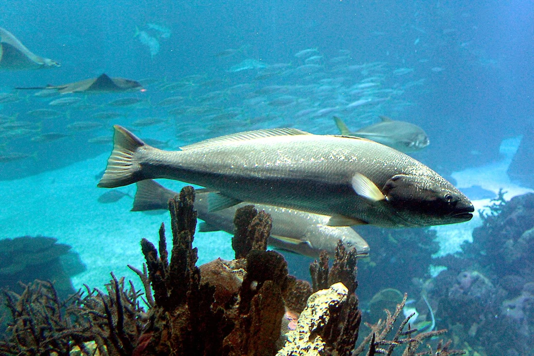 كوربين · Argyrosomus regius