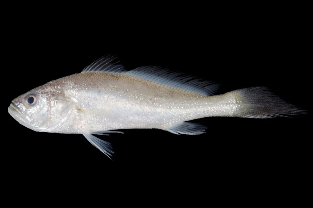 نويبي · Otolithes ruber
