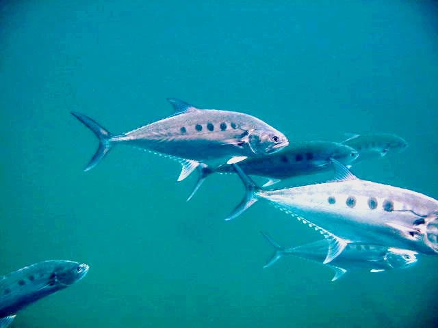 ضلعة (سمكة الملكة) · Scomberoides commersonnianus