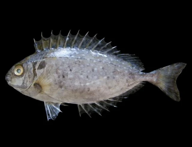 بطاطا / صافي (سيجان) · Siganus canaliculatus