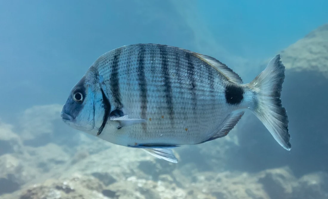شرغوش · Diplodus sargus