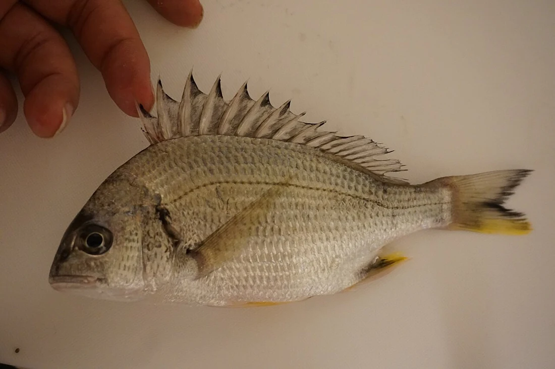 شعم (دنيس الخليج) · Acanthopagrus latus