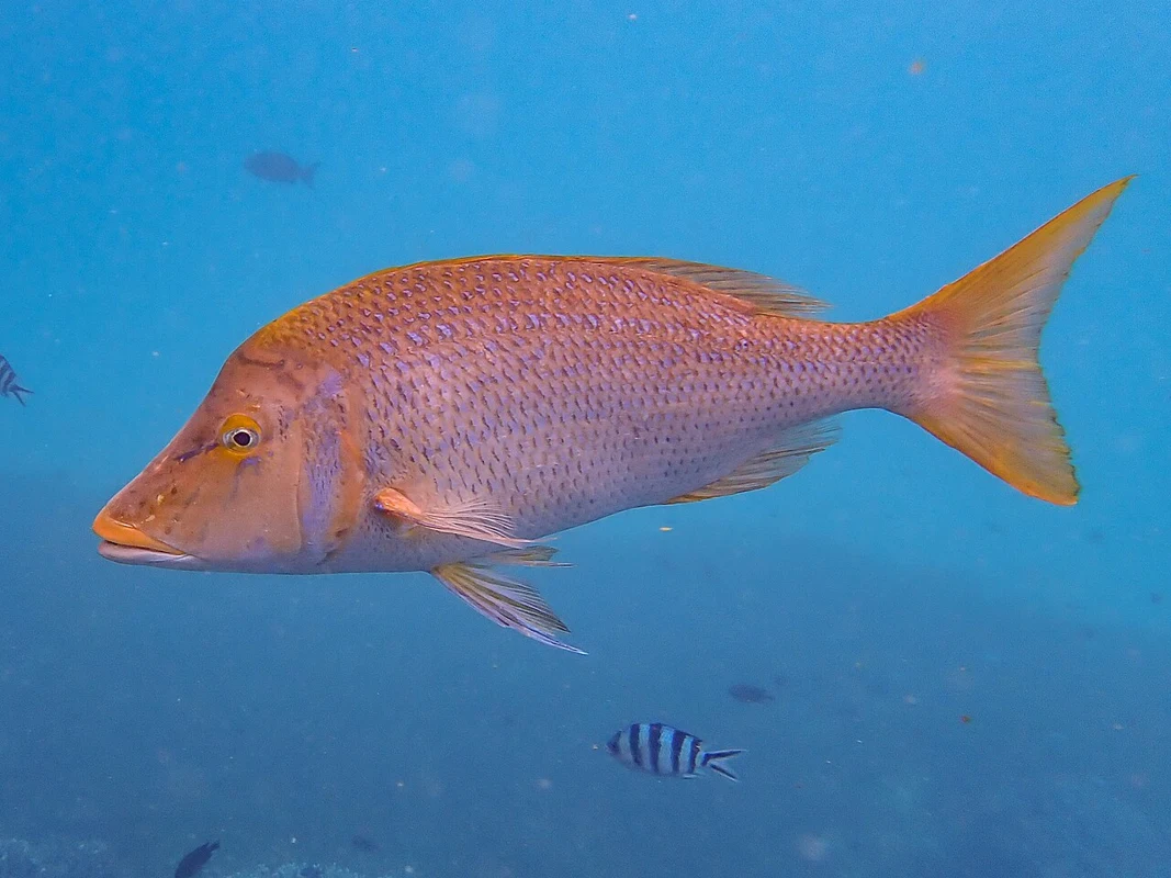 شعري (شعور) · Lethrinus nebulosus