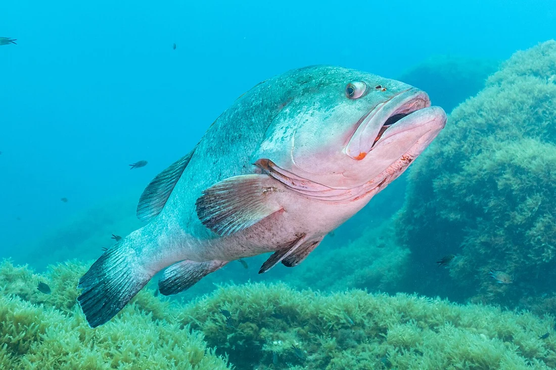 وقار (هامور المتوسط) · Epinephelus marginatus